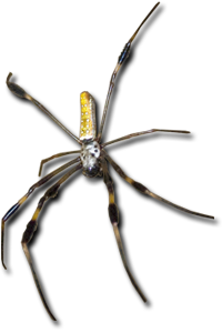 spider